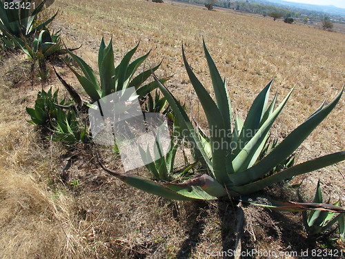 Image of Aloe vera plants