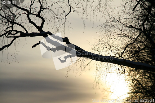 Image of Branch silouette