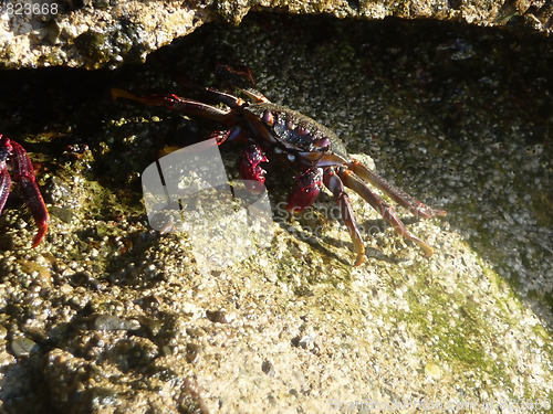 Image of crab