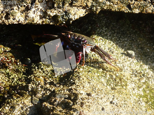 Image of Tropical Crab