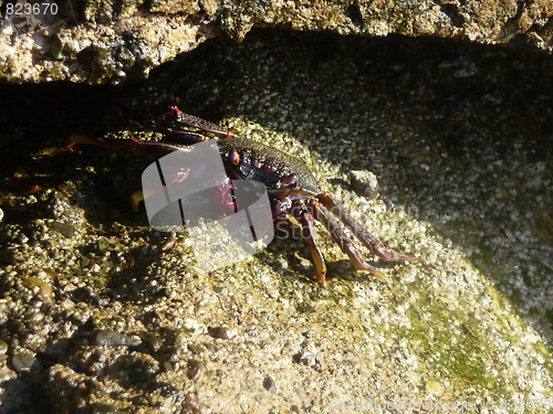 Image of Tropical Crab