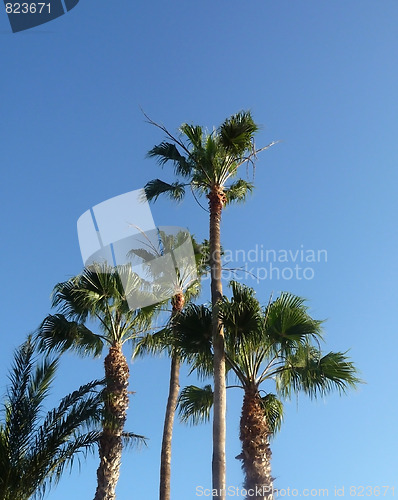 Image of Palm Trees And Blue Skys