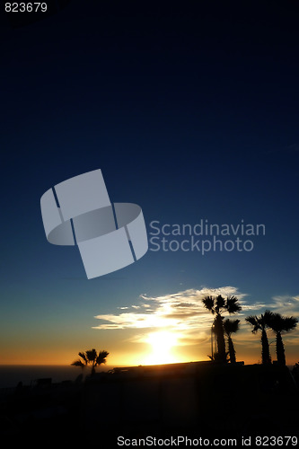 Image of Palm Tree Sunset