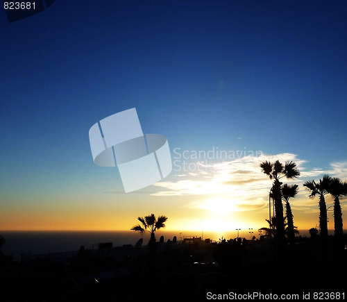 Image of Palm Tree Sunset