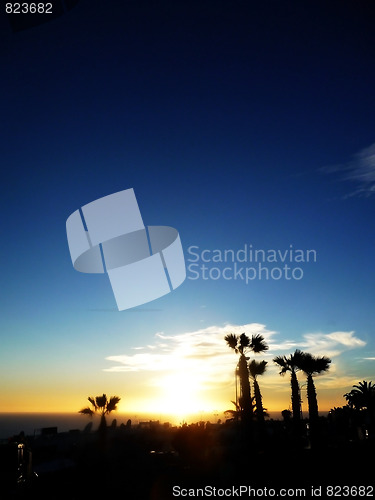 Image of Palm Tree Sunset