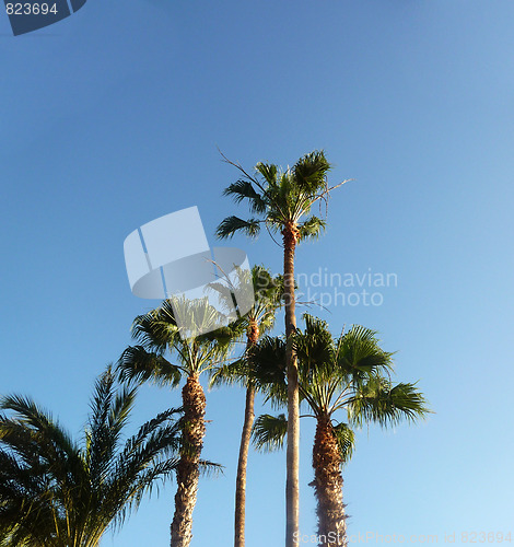 Image of Palm Trees And Blue Skys