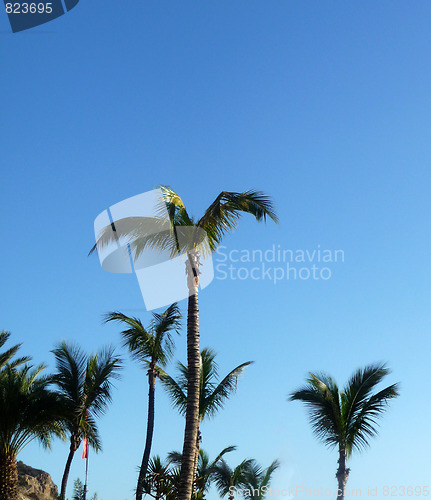 Image of Palm Trees And Blue Skys