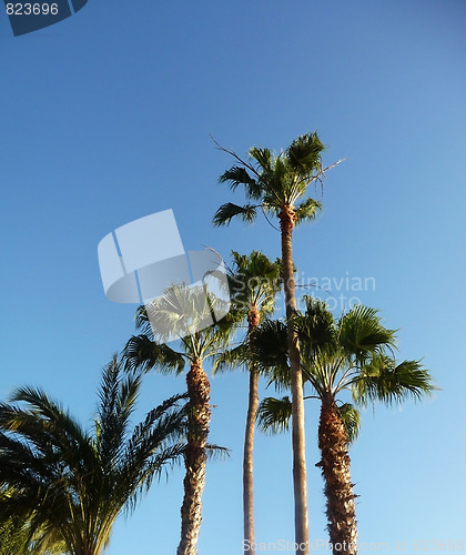 Image of Palm Trees And Blue Skys