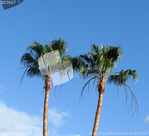 Image of Palm Trees And Blue Skys