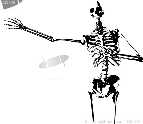 Image of Illustrated Skeleton