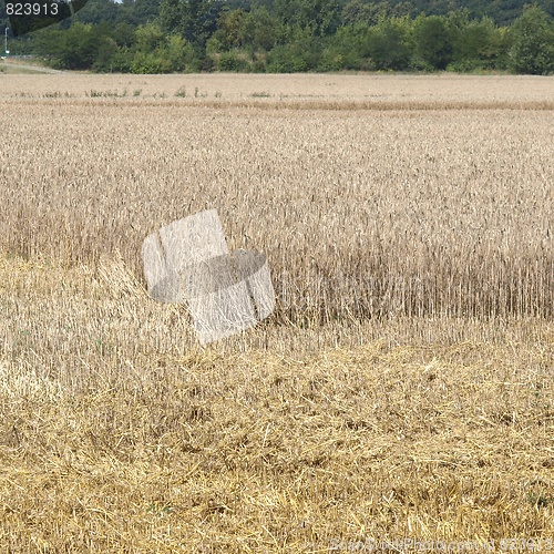 Image of Harvest