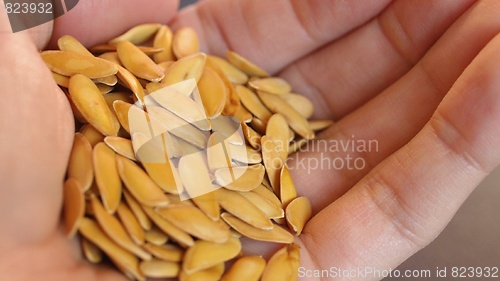 Image of Melon seeds