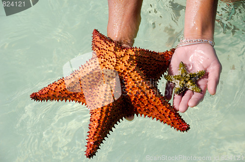 Image of Starfish