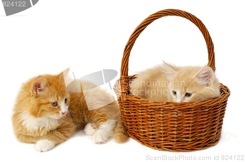 Image of Two kittens
