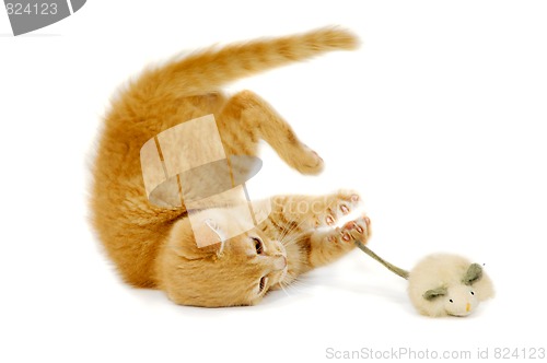 Image of Cat and mouse