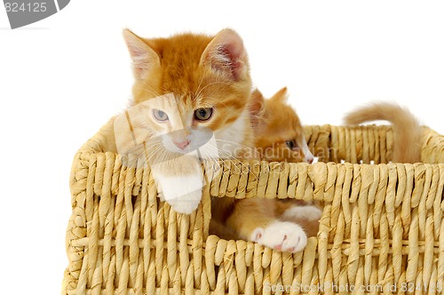 Image of Two kittens in basket