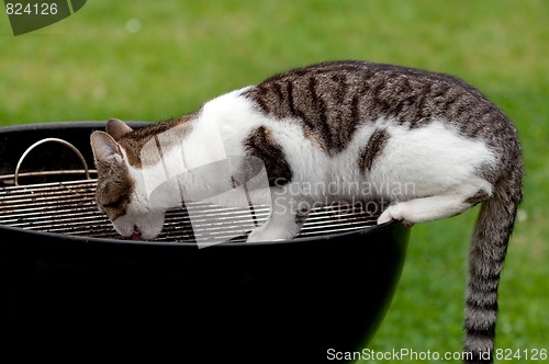 Image of Cat on grill