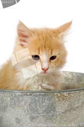 Image of Kitten