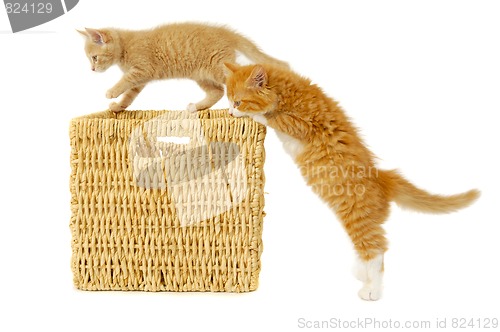 Image of Two kittens