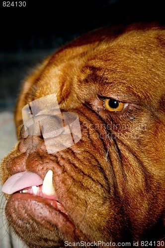 Image of Ugly dog