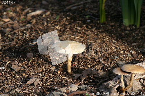 Image of Mushroom