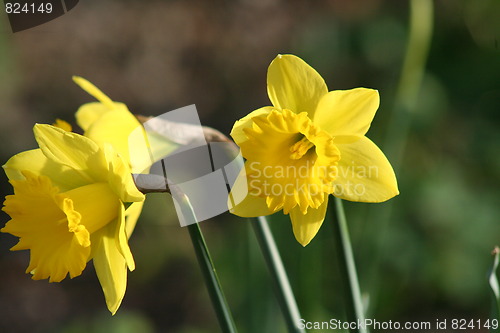 Image of Daffodil Flowers