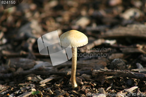 Image of Mushroom