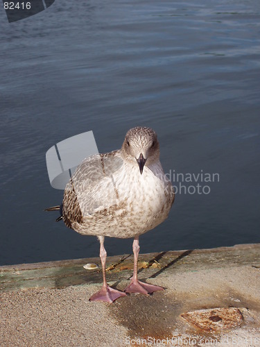 Image of Sea bird at quay