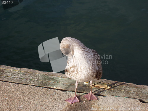 Image of Sea bird cleansing feathers