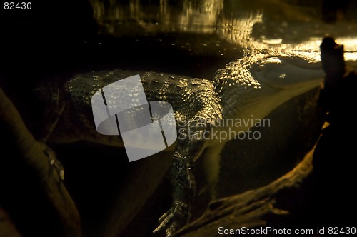 Image of Alligator underwater