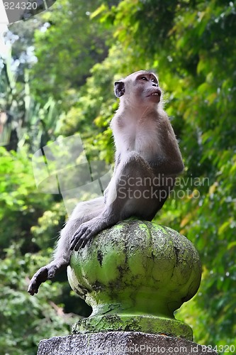 Image of Macaque monkey 