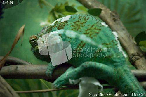 Image of Chameleon