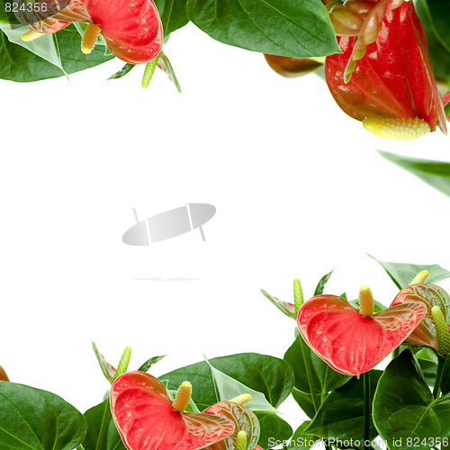 Image of Cala lily