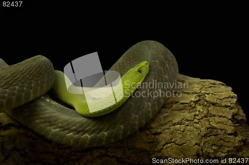 Image of green snake