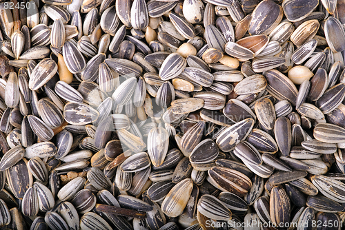 Image of Sunflower seeds