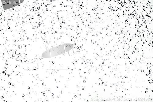 Image of Rain Drops or dew