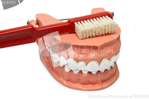 Image of Teeth model