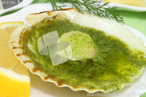 Image of Scallop shell