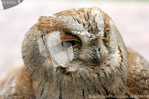 Image of owl