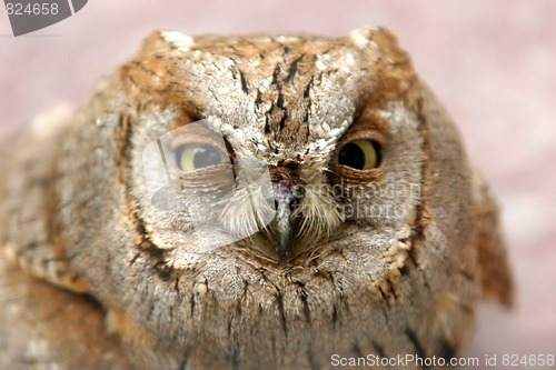 Image of owl