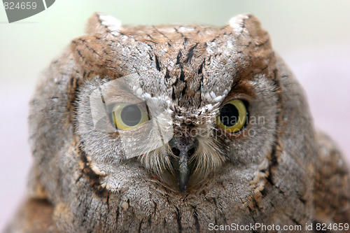 Image of owl