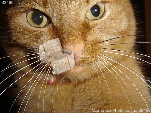 Image of Ginger cat