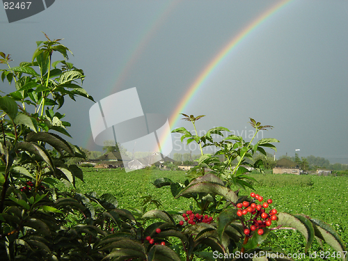 Image of Rainbow