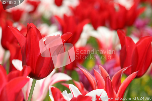 Image of tulips 