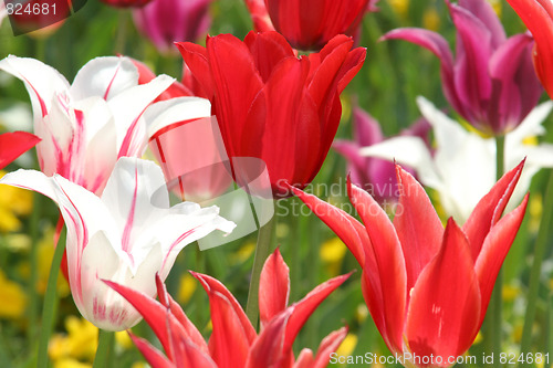 Image of tulips 