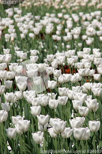 Image of white tulips