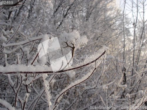 Image of Snow branch