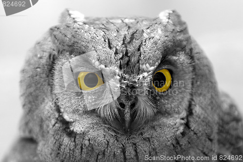 Image of owl