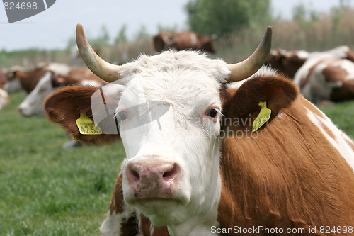 Image of cow 