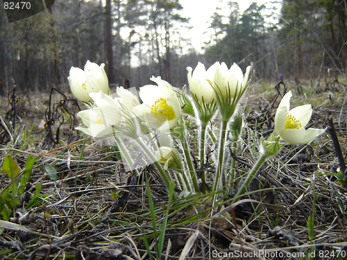 Image of Spring flower